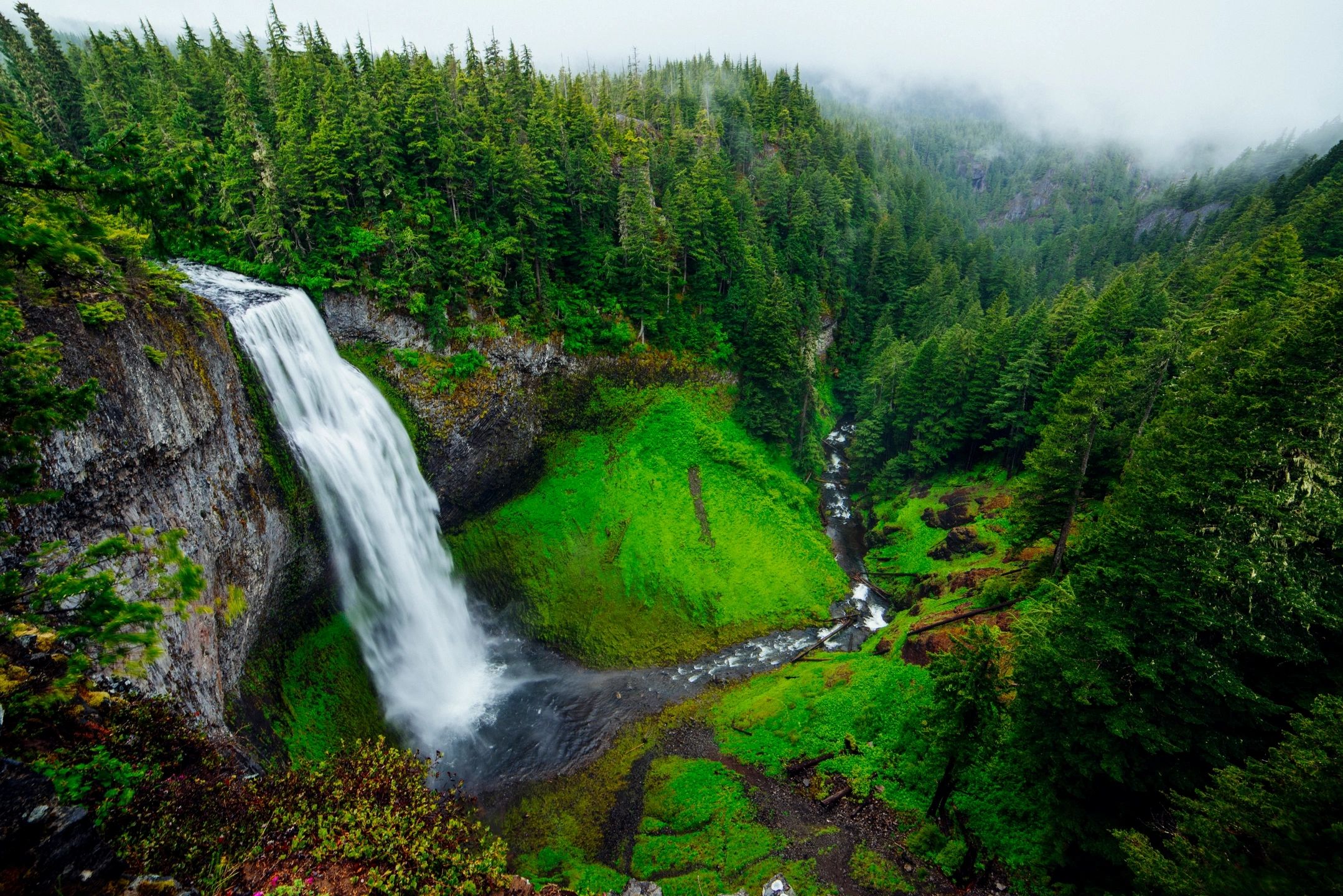 lush forest with waterfall